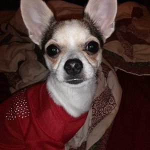 Meet your Posher, Fay